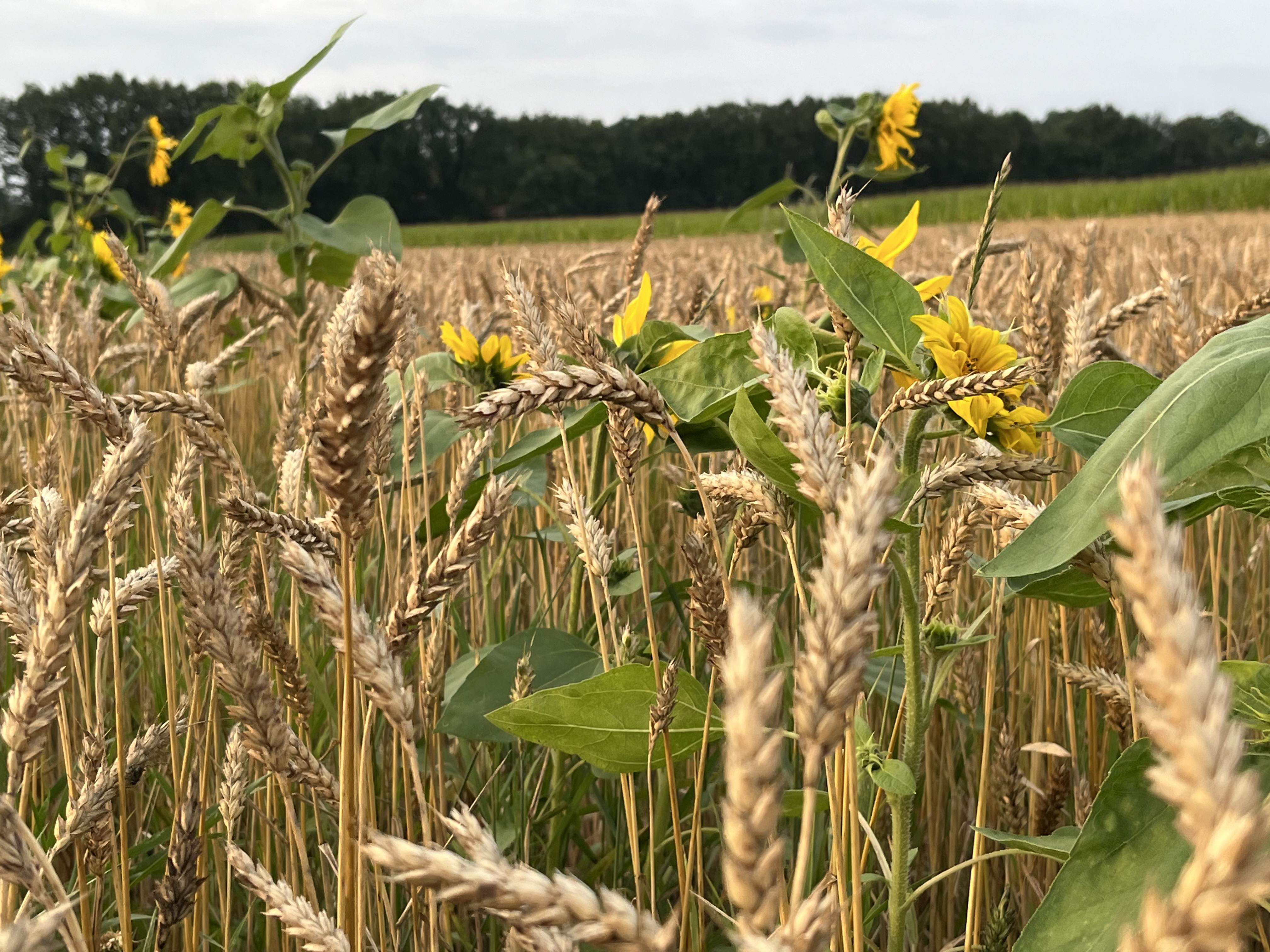 Weizenähren mit Sonnenblumen am Rand des Hoffeldes