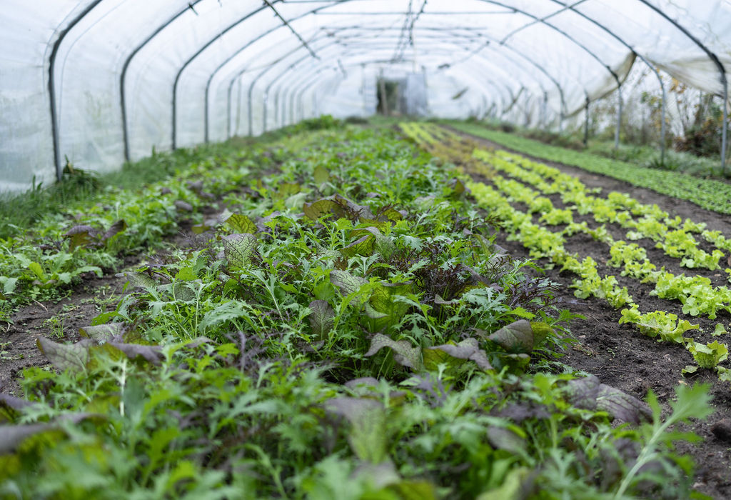 Gärtnerei Arpshof – Salatreihen im Folientunnel