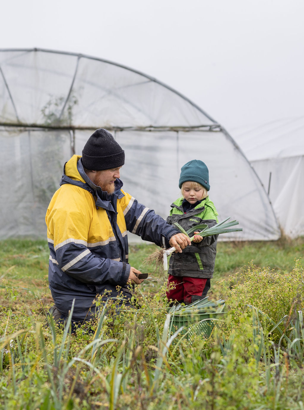 Tim Corleis erntet Lauch mit seinem Kind