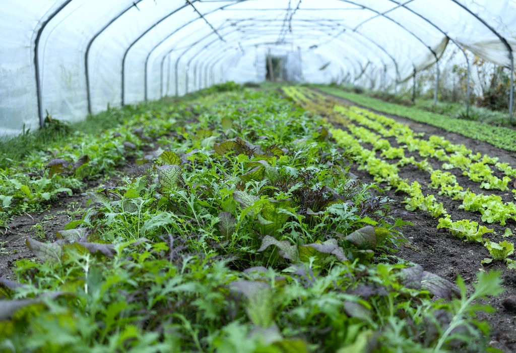Folientunnel der Gärtnerei mit Salatreihen