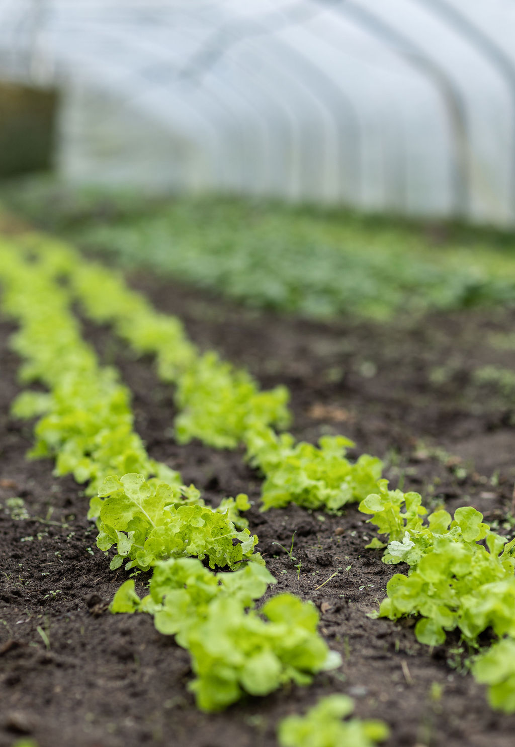 Arpshof zwischen Eichen