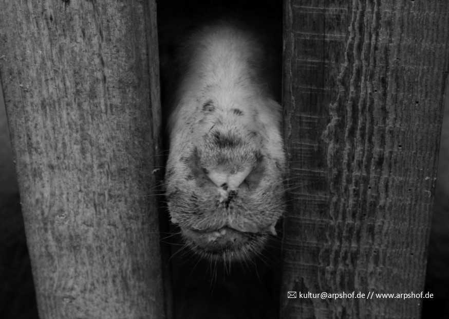 Schwarzweißporträt eines Kalbes zwischen Holzbalken