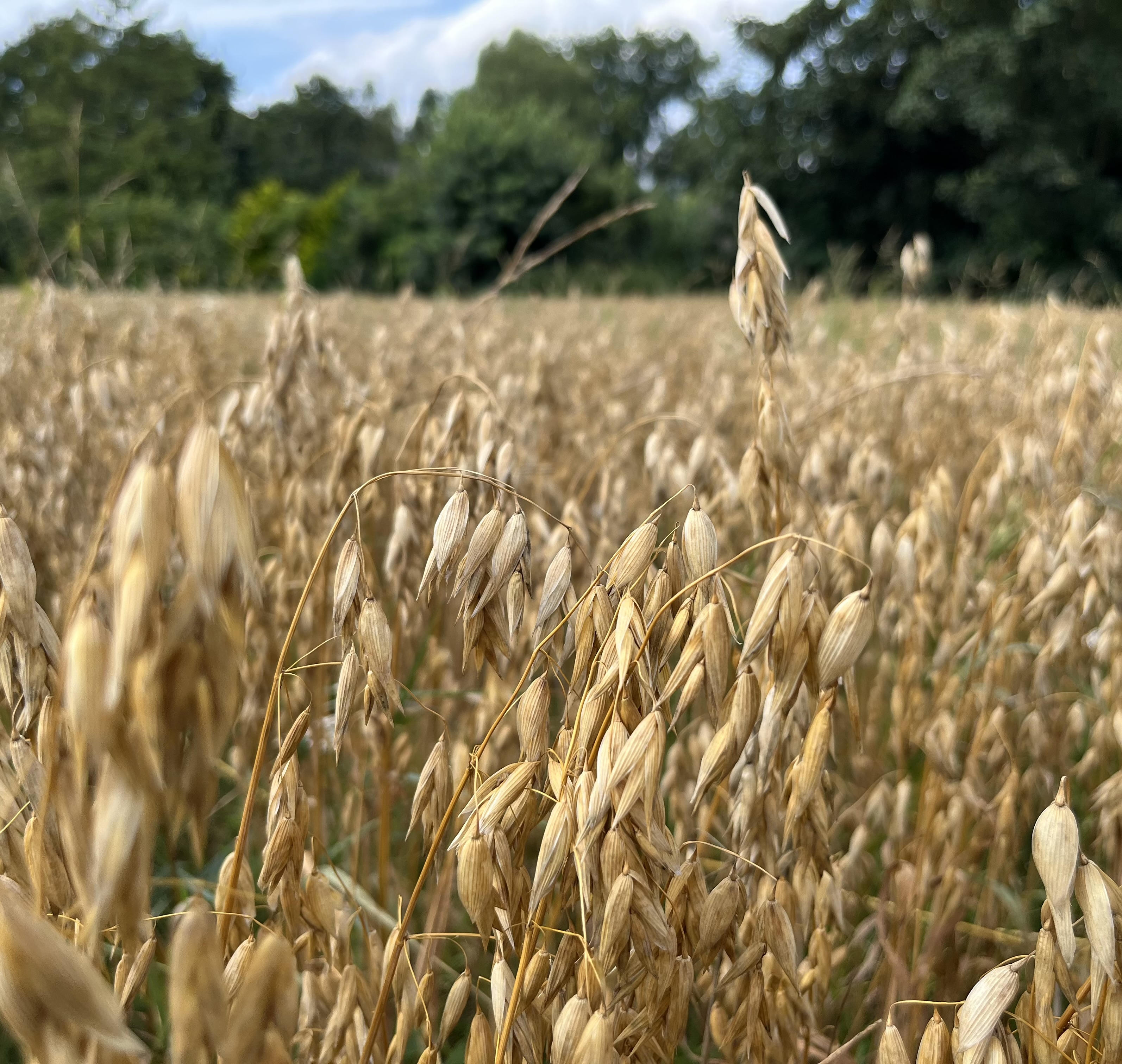 Reifes Haferfeld am Waldrand