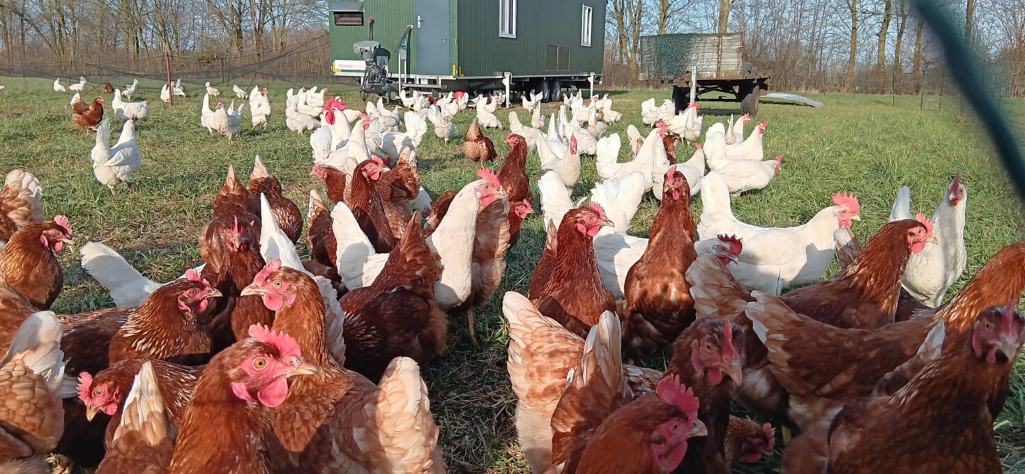 Hühner auf der Weide am Arpshof