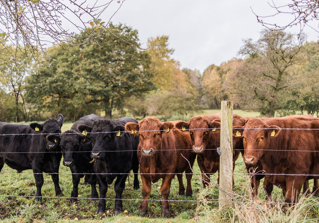 Rinderherde am Weidezaun