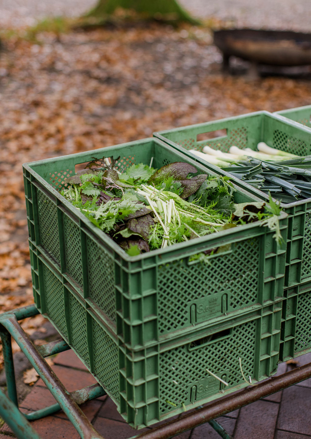 Grüne Lieferkisten mit Salaten und Lauch