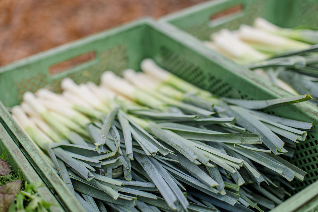 Frisch geernteter Lauch in Lieferkisten