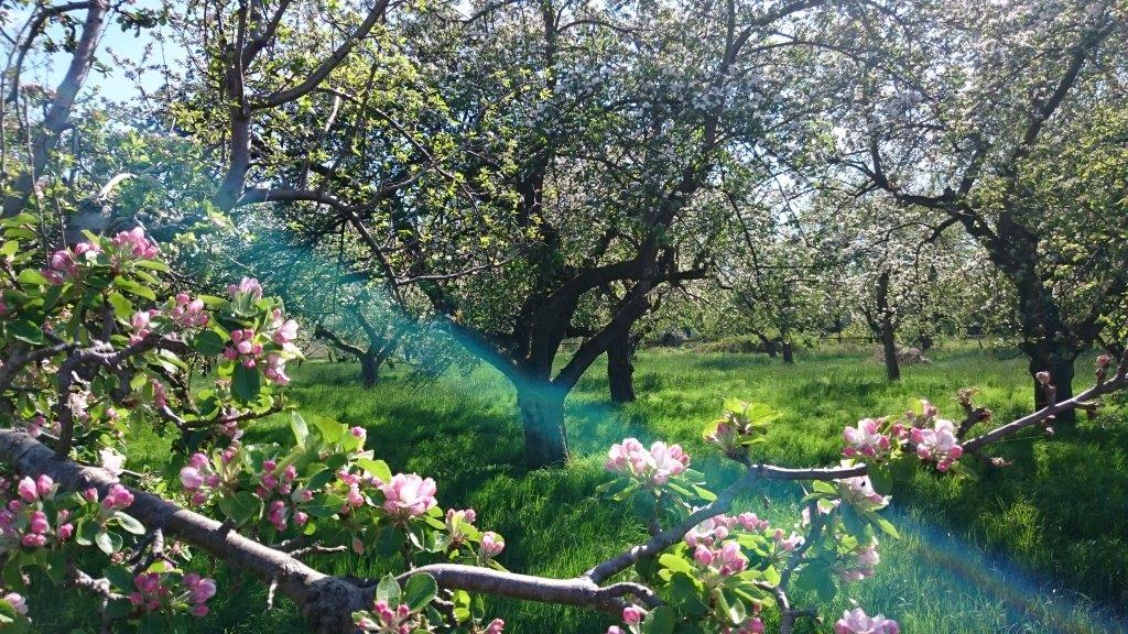Apfelblüte und alte Hochstammbäume in der Frühlingssonne