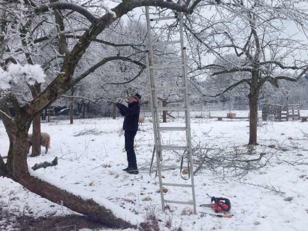 Obstbaum­schnitt im Winter, Schaf im Hintergrund