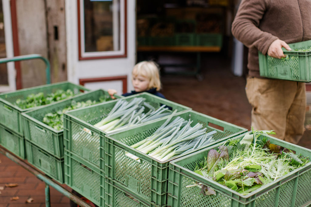 Solawistas holen Erntekisten mit Lauch und Salaten am Hof ab