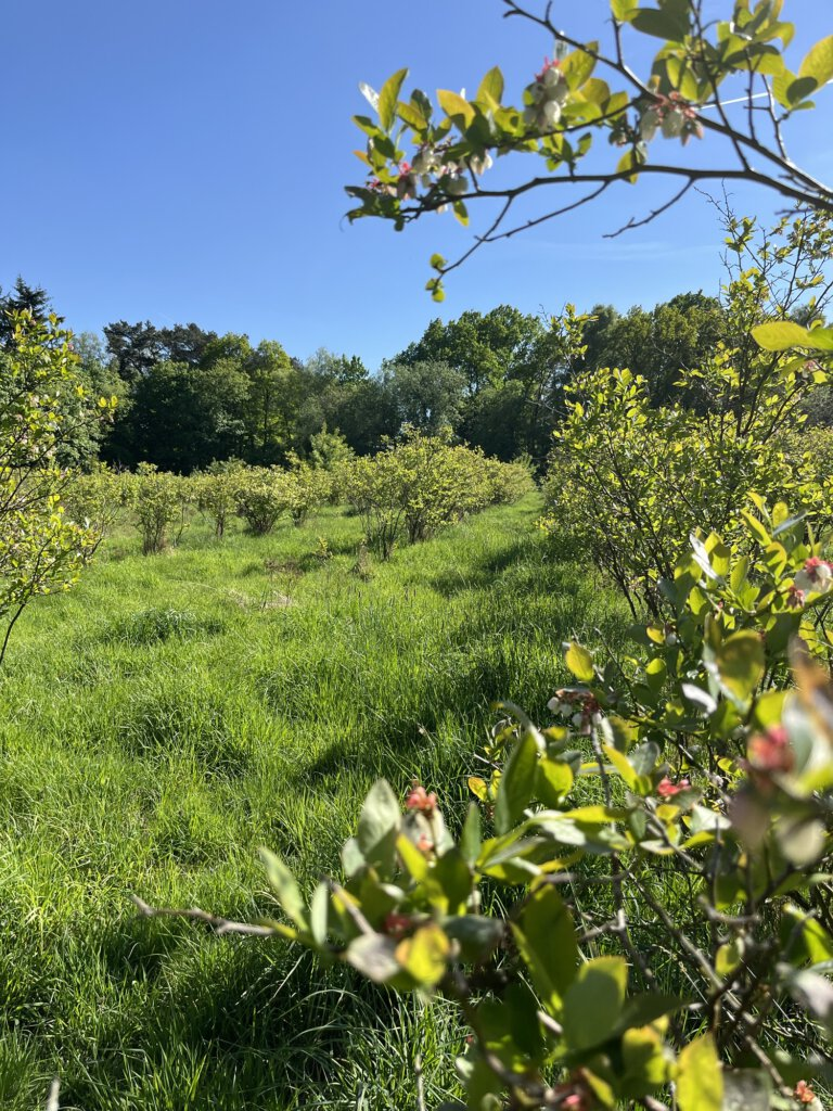 Beerensträucher auf der Wiese im Beerenkombinat