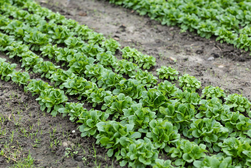 Feldsalat in dichten Reihen auf dem Acker