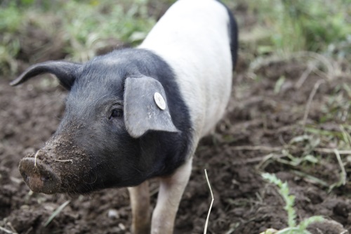 landwirtschaft