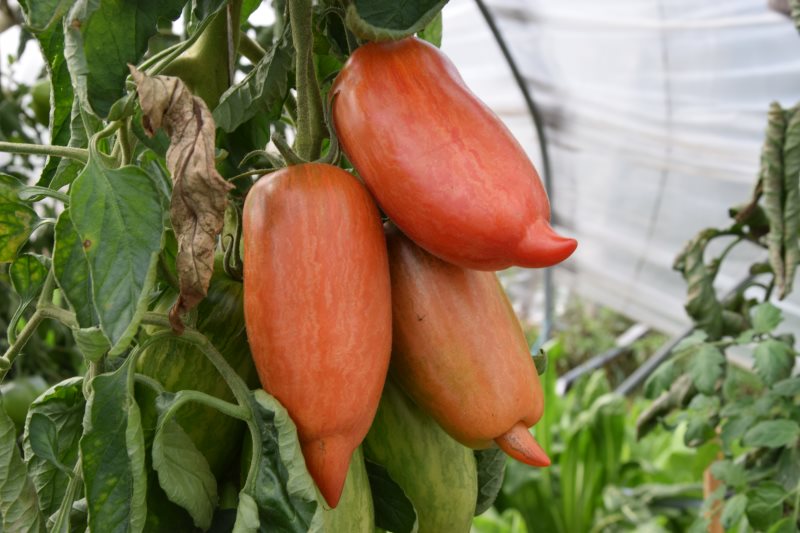 garten3