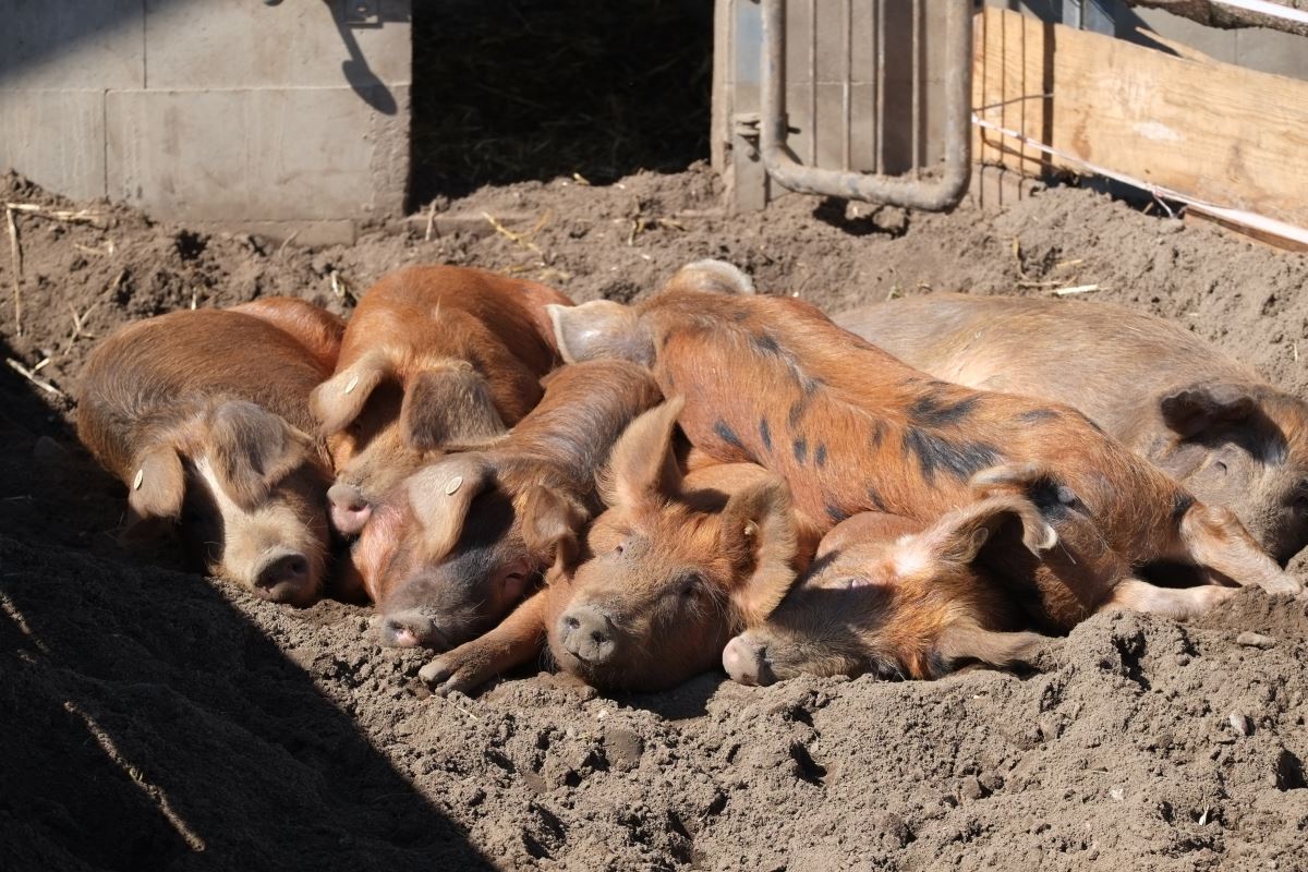 landwirtschaft