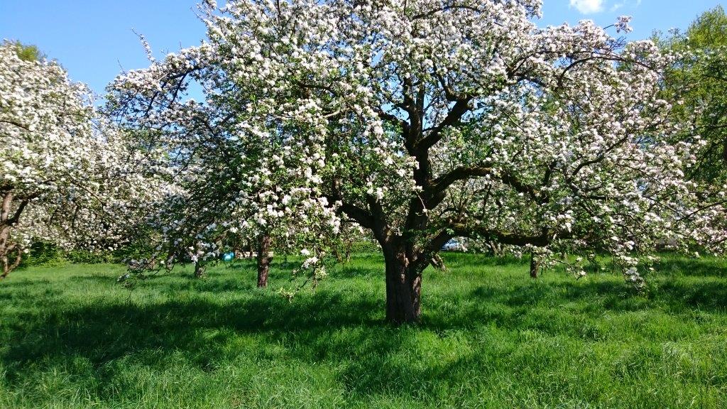 obstbau3